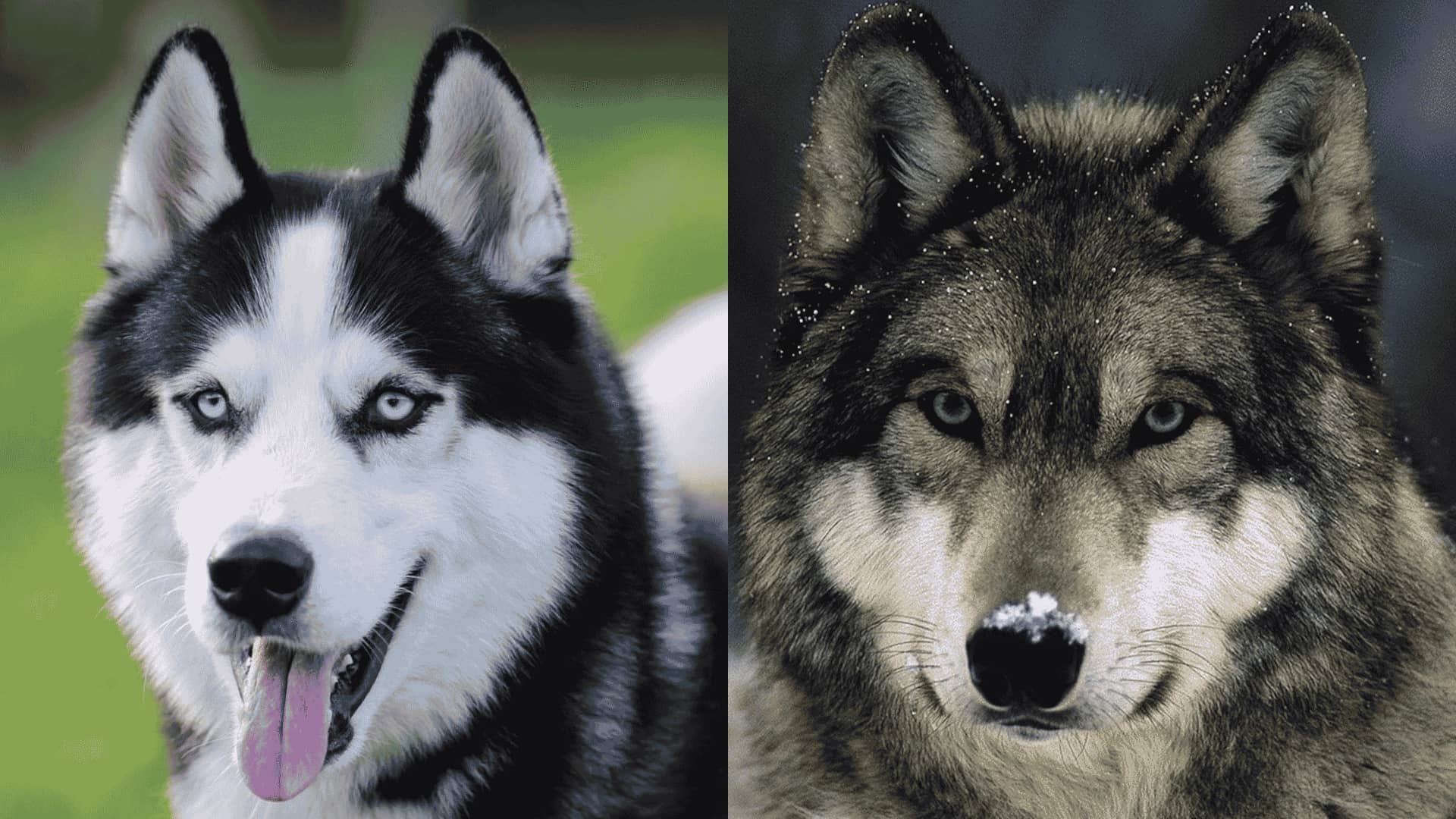 Side-by-side comparison of a Husky and a Wolf, both with blue eyes