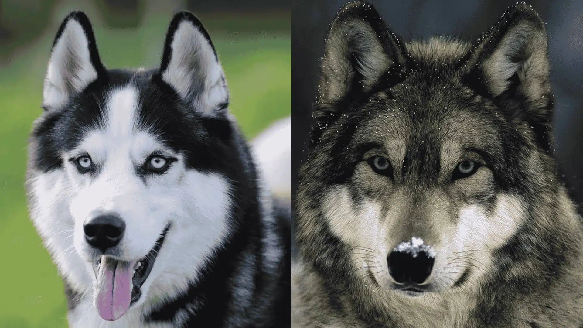 Side-by-side comparison of a Husky and a Wolf, both with blue eyes