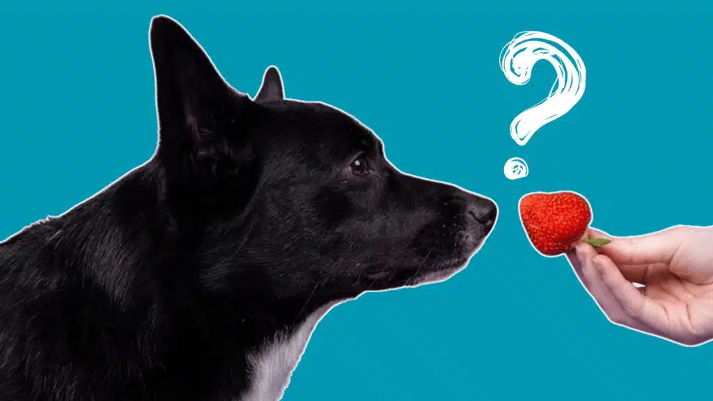 A black and white dog sniffing a strawberry held by a person against a blue background