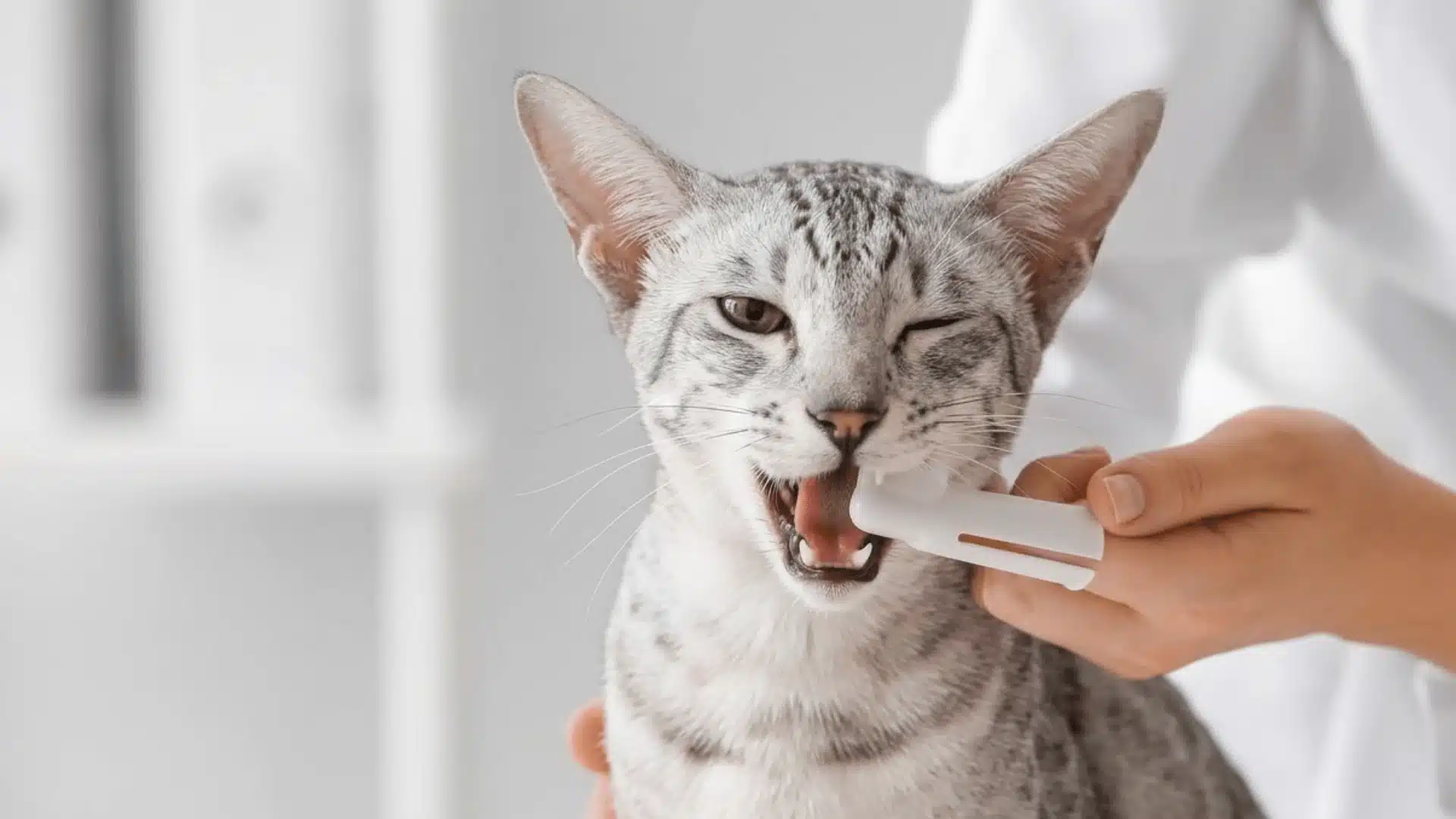 A close-up of a person brushing the teeth of a silver tabby cat with a white finger toothbrush
