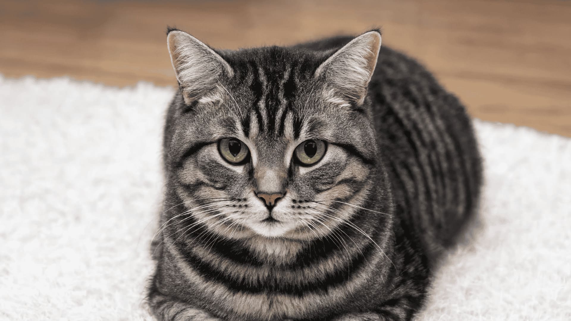 A close-up shot of a tabby cat looking forward while lying down on a white rug