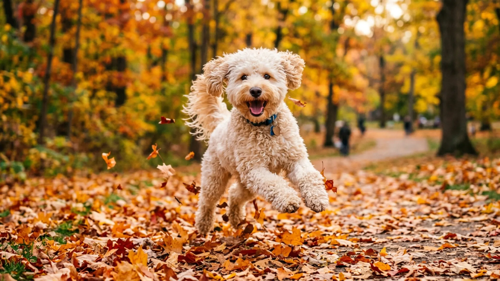 A curly Mini Goldendoodle dog leaps through fallen autumn leaves on a park path, surrounded by golden trees.