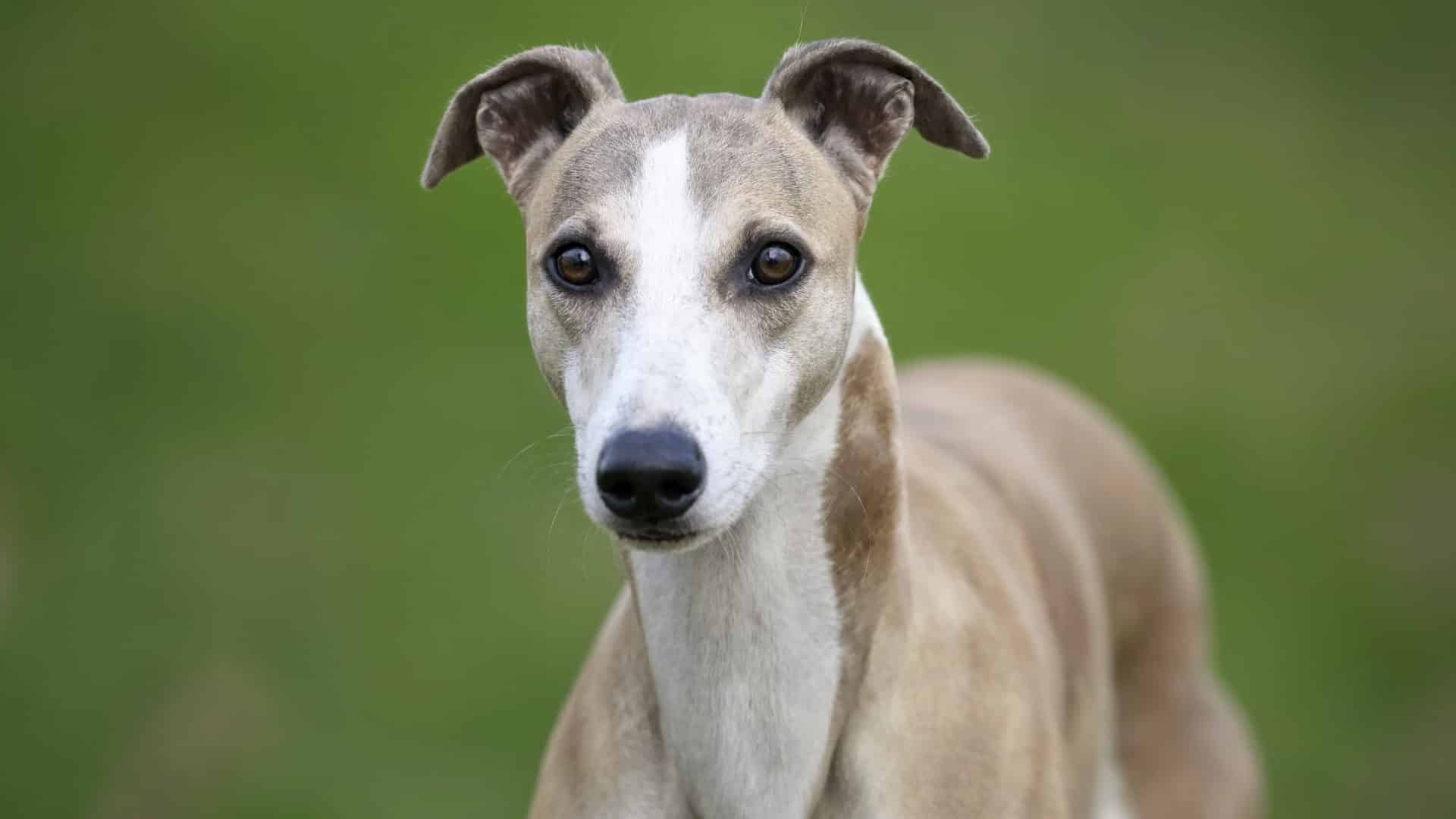 A fawn and white Whippet looking directly forward against a blurred green background