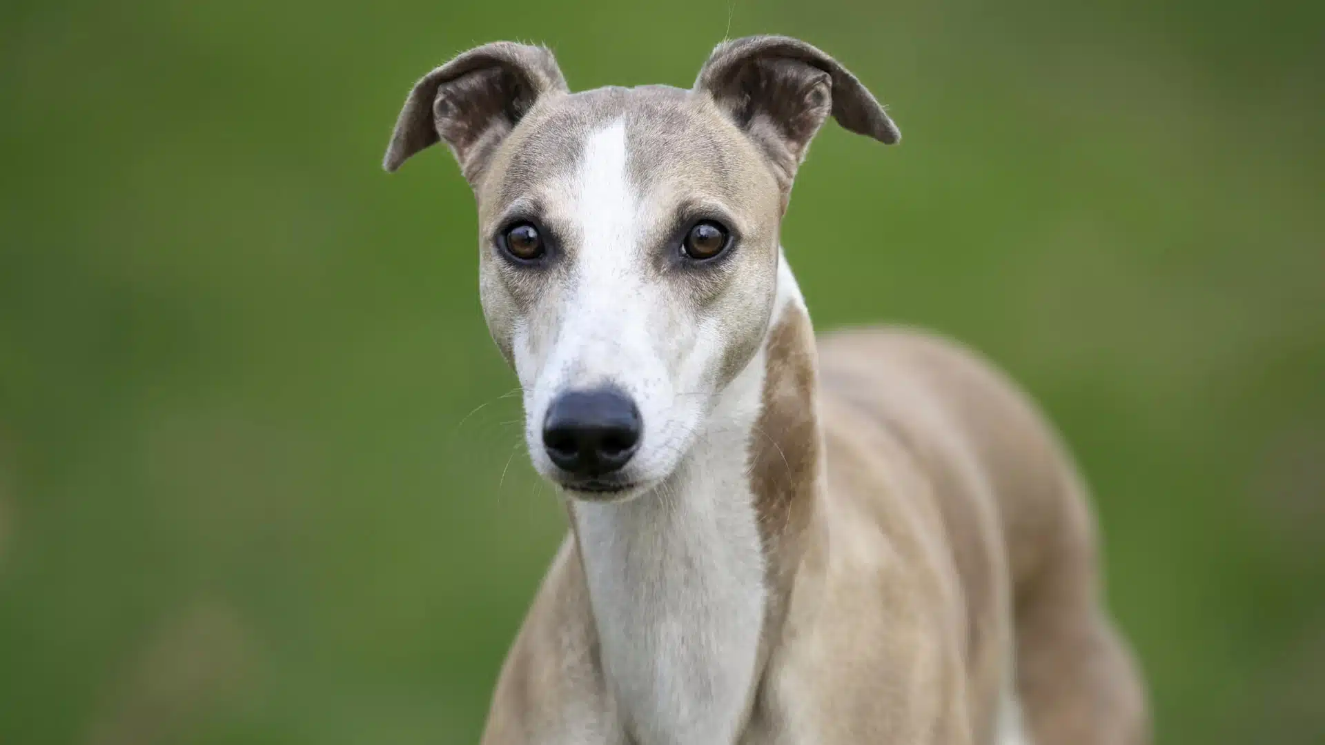 A fawn and white Whippet looking directly forward against a blurred green background