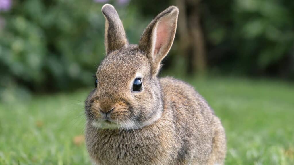 A fluffy brown rabbit sits in a lush green lawn with a blurred garden background