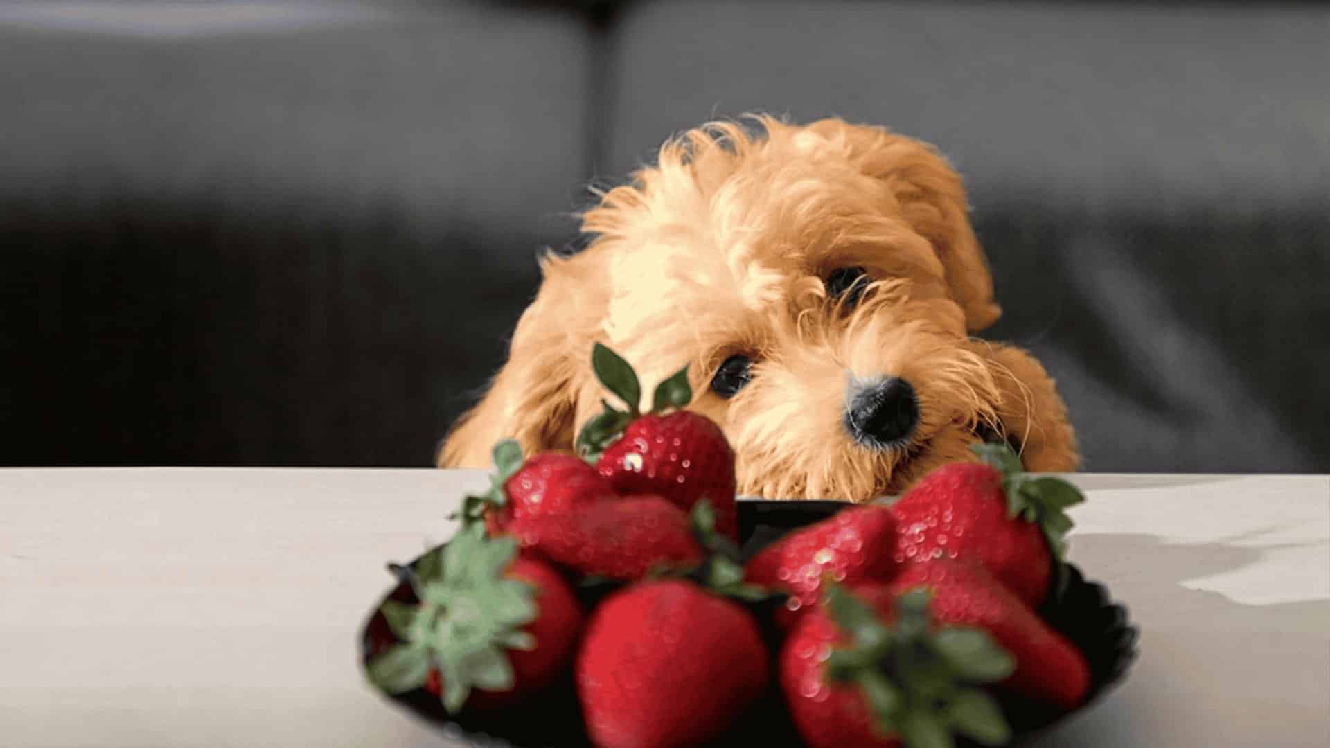 A fluffy tan puppy looks over a wooden table at a bowl of fresh, ripe red strawberries.