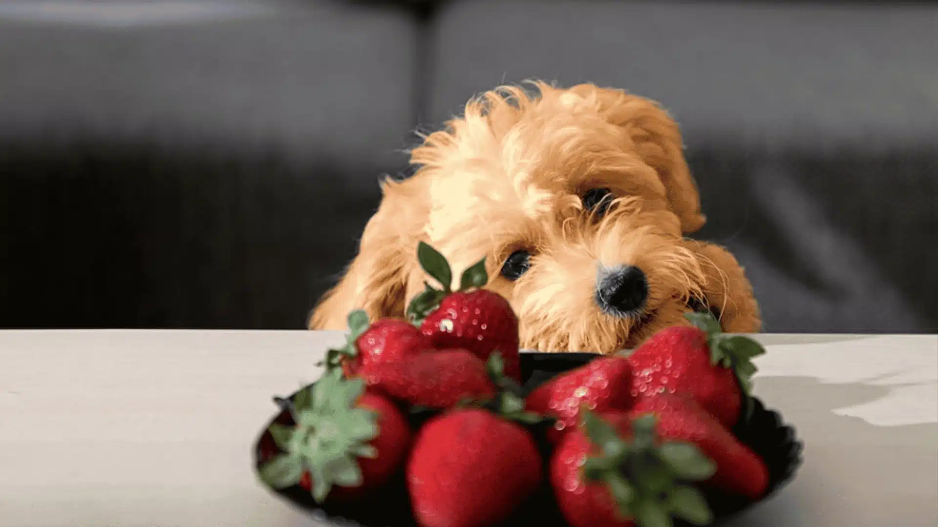 A fluffy tan puppy looks over a wooden table at a bowl of fresh, ripe red strawberries.