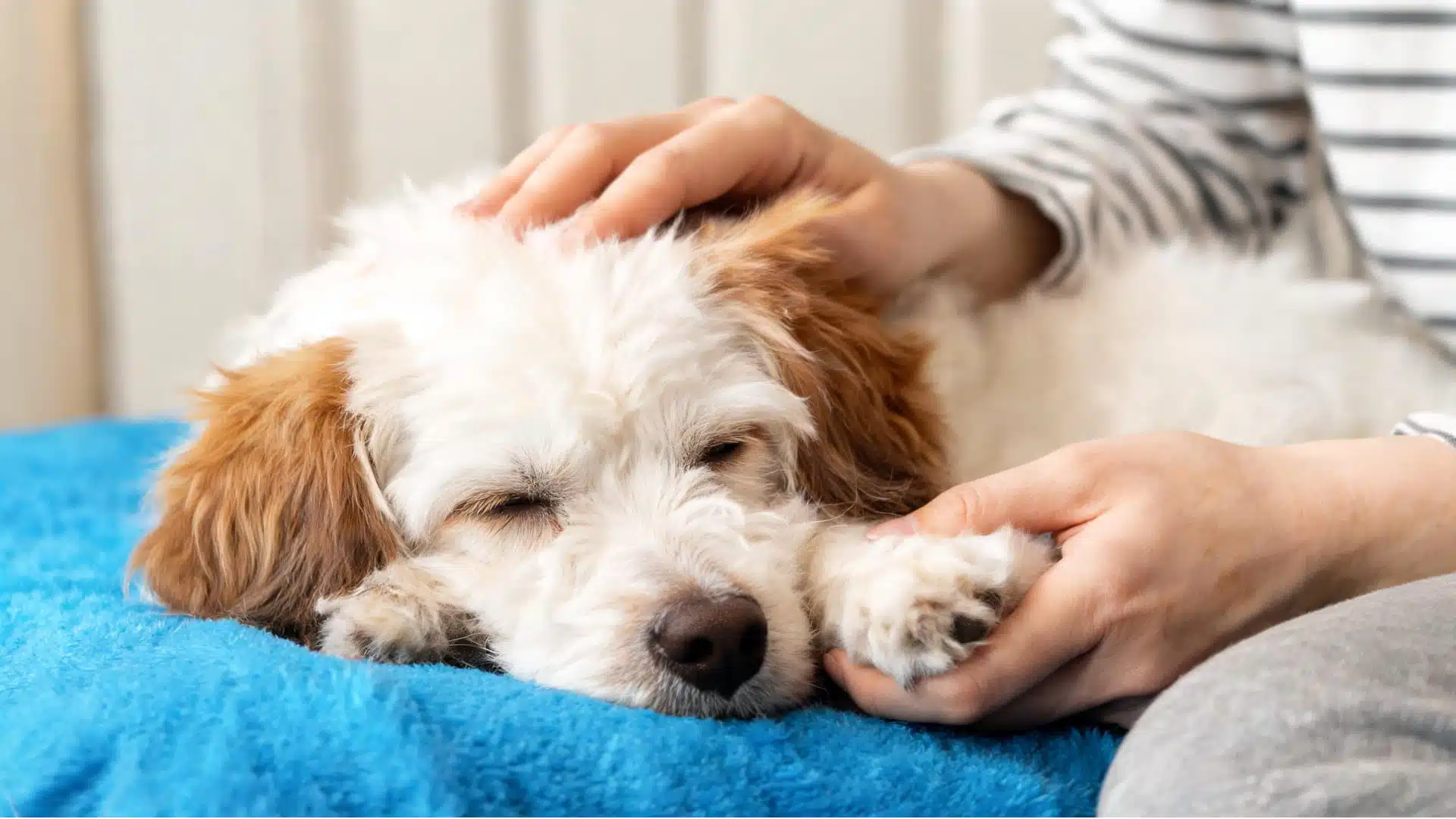A fluffy white and brown dog sleeps on a blue blanket while a person's hands gently comfort it
