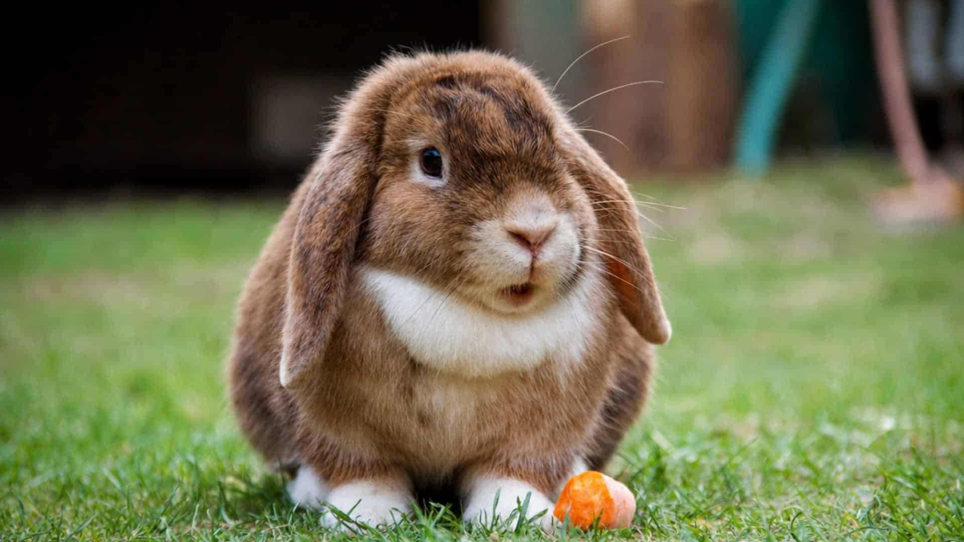 A lop-eared rabbit sits on green grass next to a piece of carrot.