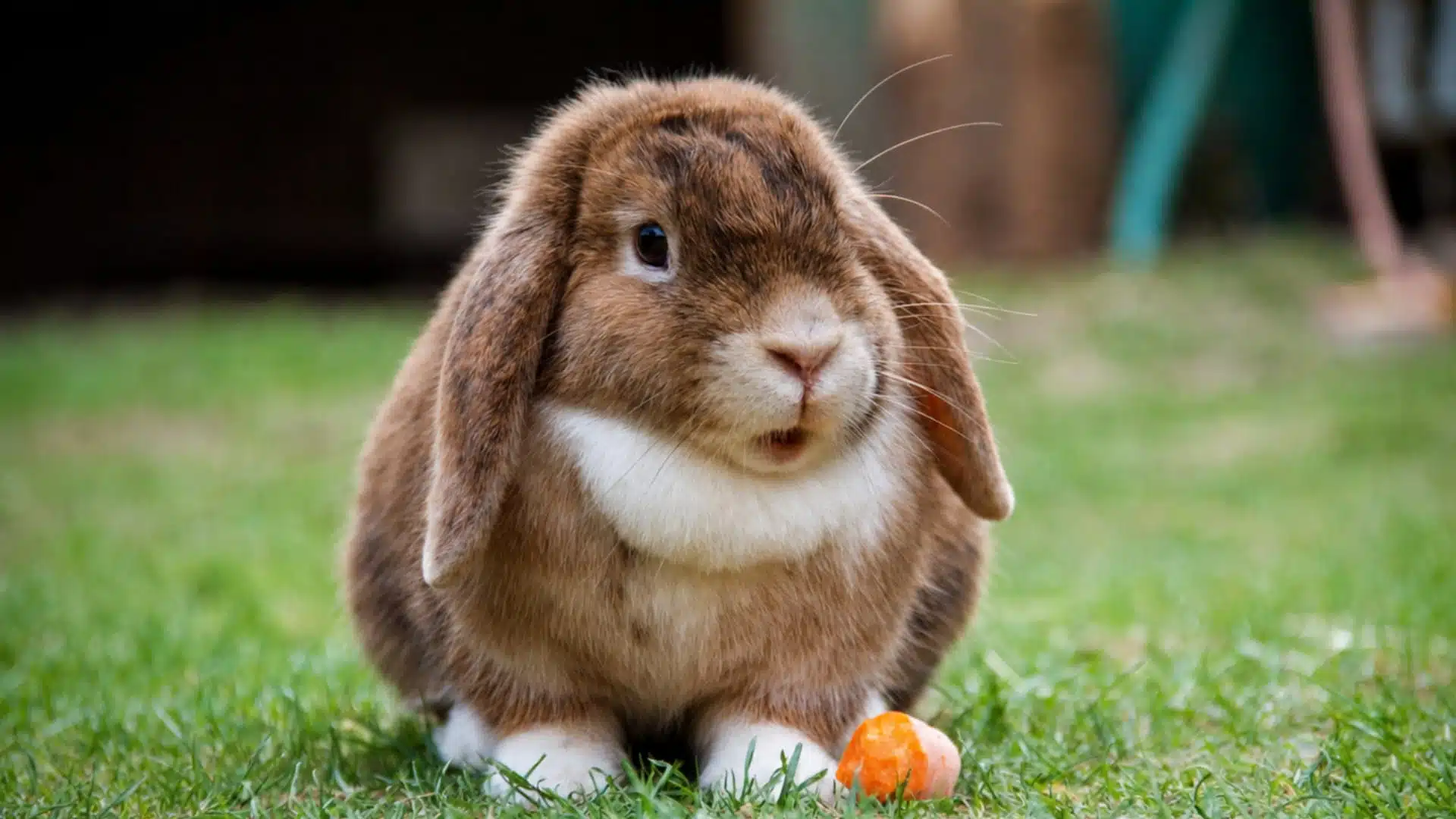A lop-eared rabbit sits on green grass next to a piece of carrot.