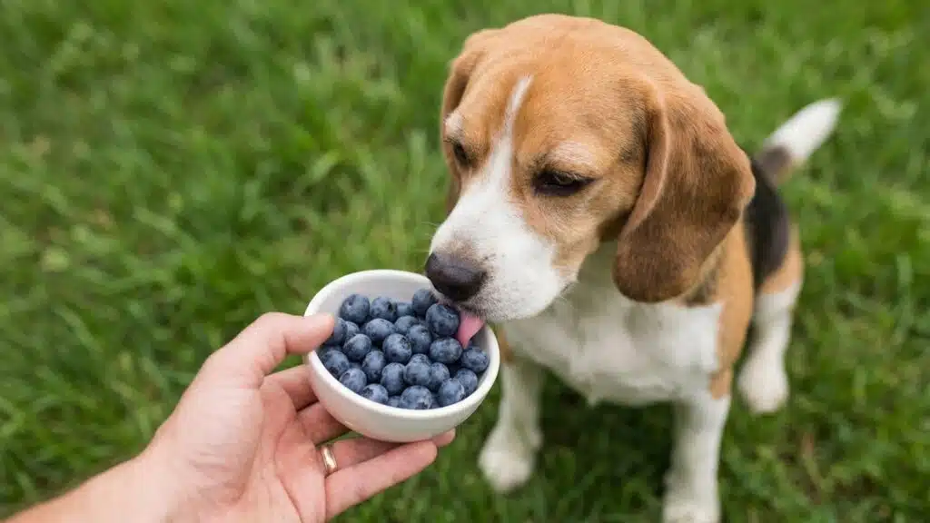 A person holds out a bowl of blueberries to a Beagle in the grass