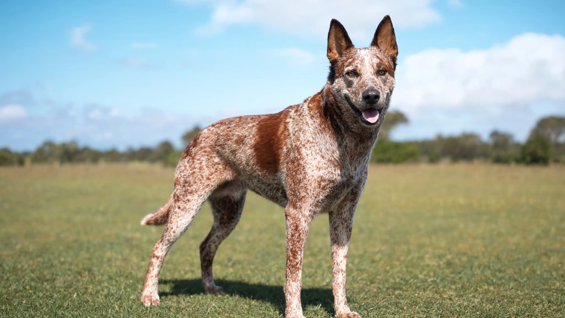 A red heeler Australian Cattle Dog standing in a grassy field under a blue sky