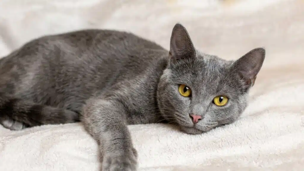 A Russian Blue cat with short grey fur and yellow eyes lies on a light blanket