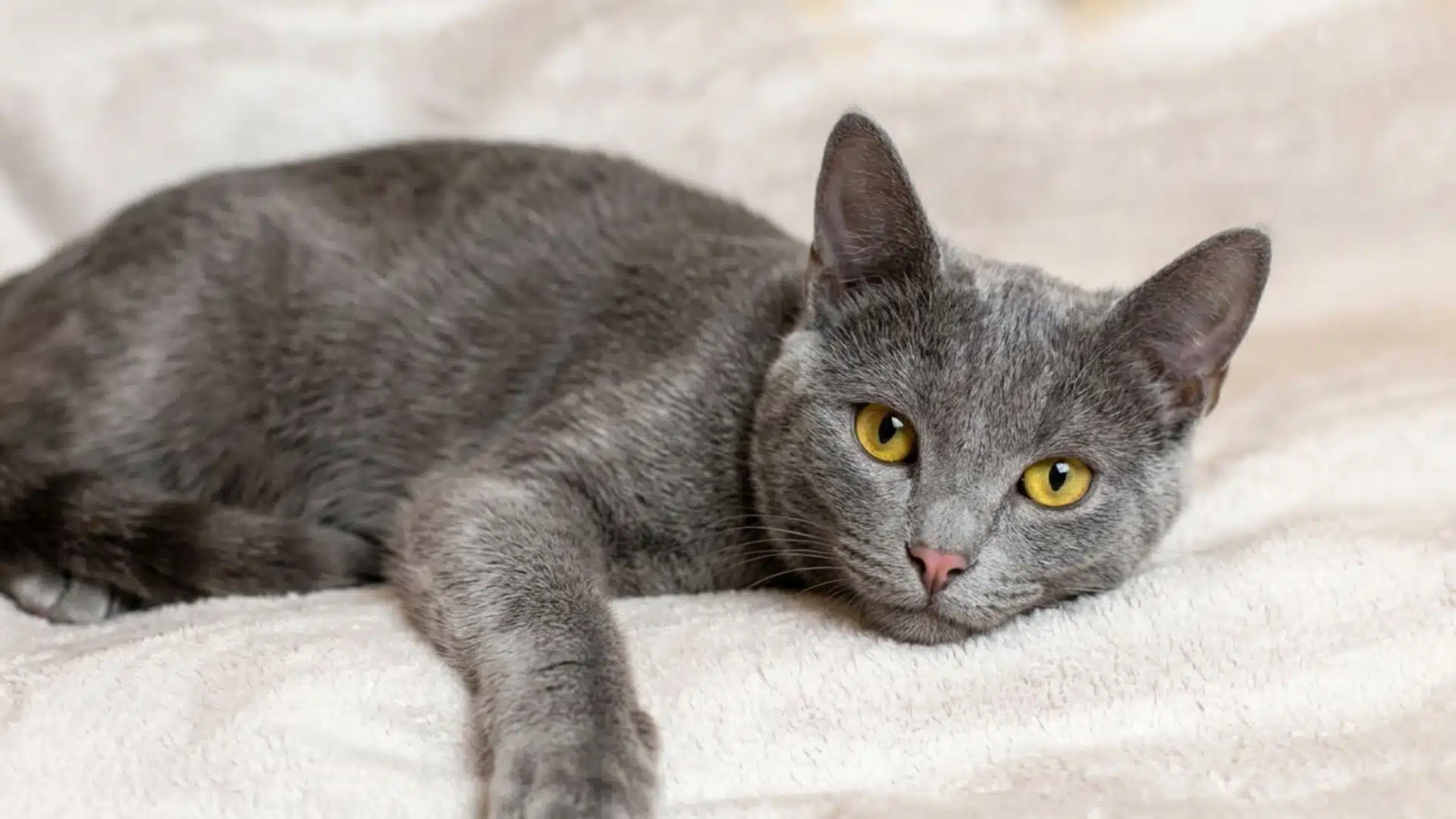 A Russian Blue cat with short grey fur and yellow eyes lies on a light blanket