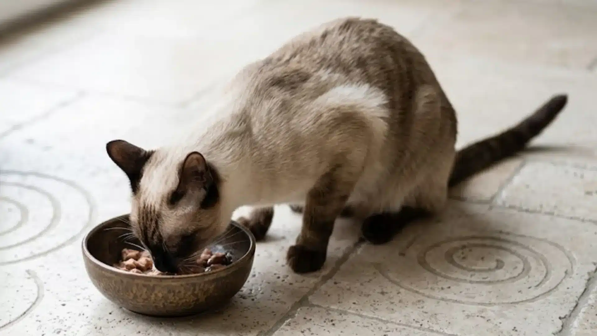 A Siamese cat eating food from a bowl on a patterned stone floor