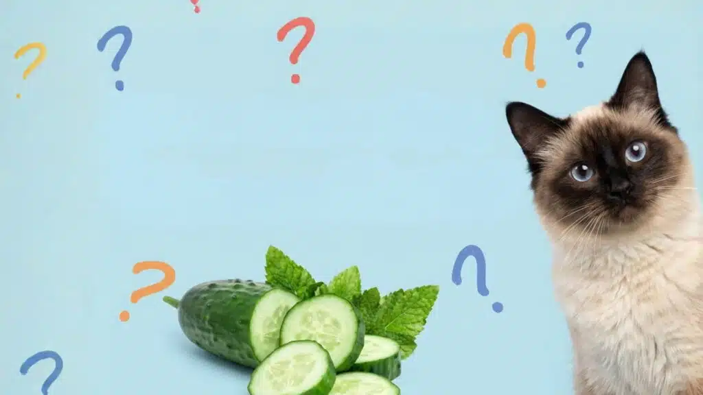 A Siamese cat with blue eyes peeks from the right side of a light-blue frame with cucumber in the middle