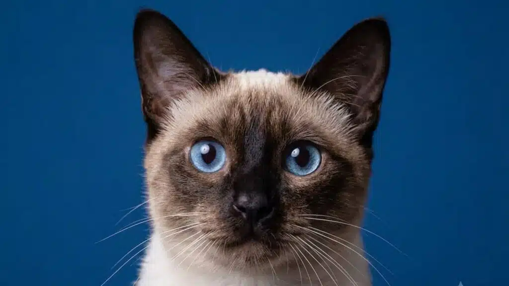 A Siamese cat with bright blue eyes against a solid deep blue background