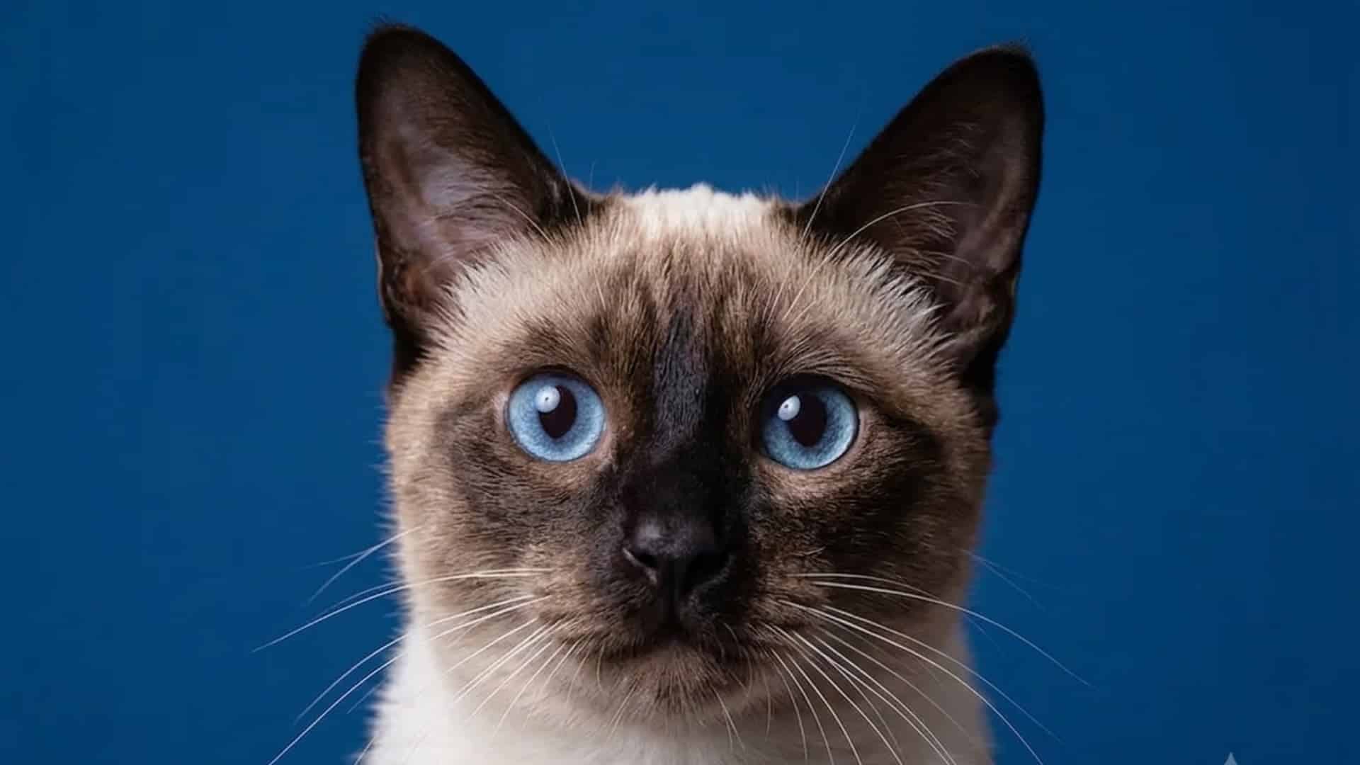 A Siamese cat with bright blue eyes against a solid deep blue background