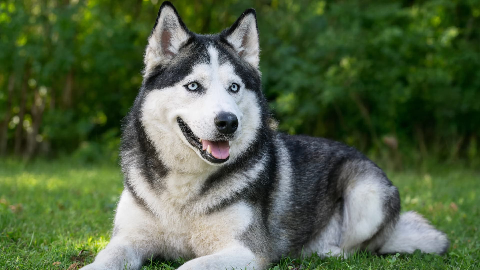 A Siberian Husky with blue eyes lying on green grass, looking to the side with its mouth open