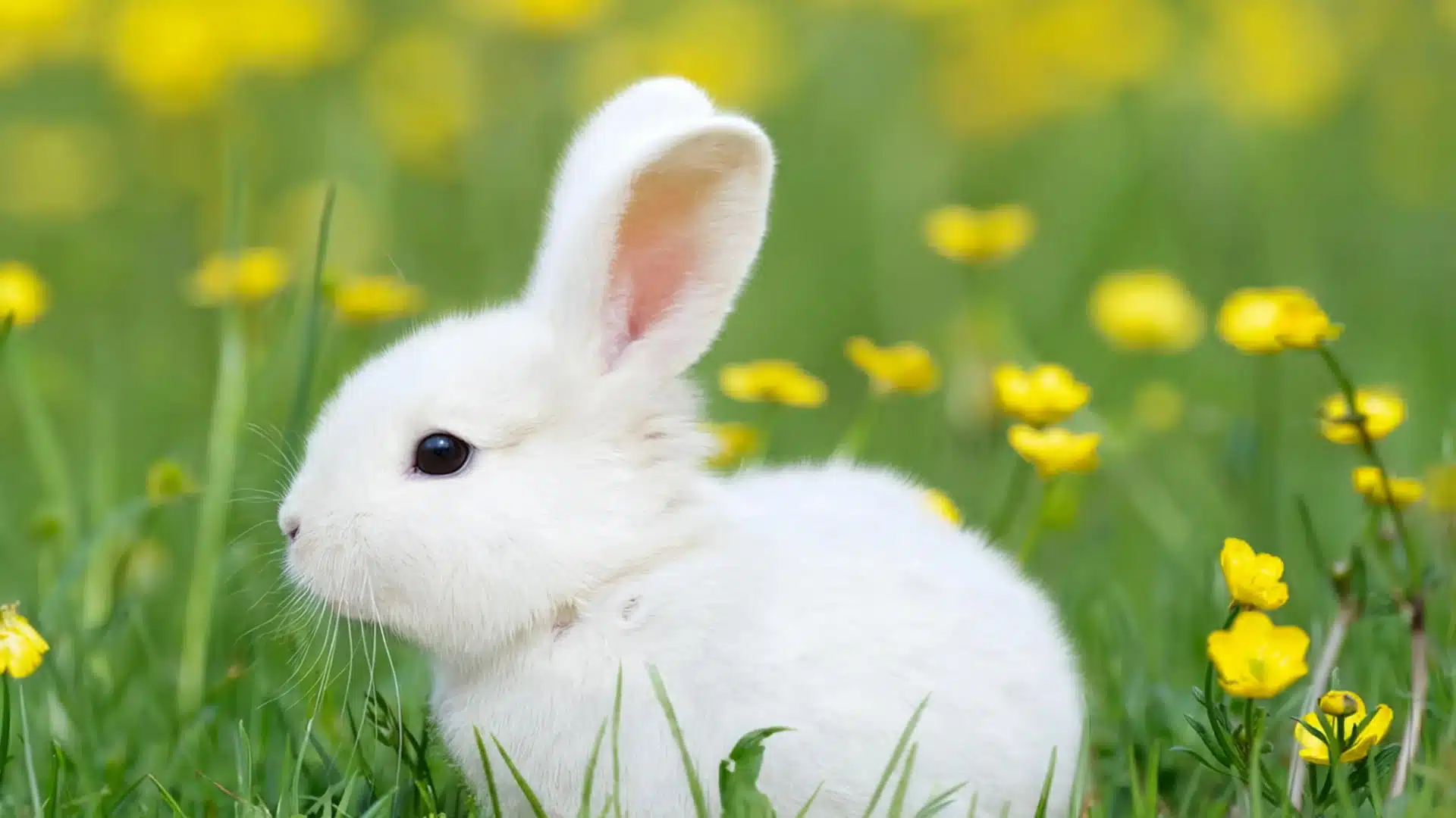 A small white rabbit sits in a field of bright green grass and blooming yellow buttercups.
