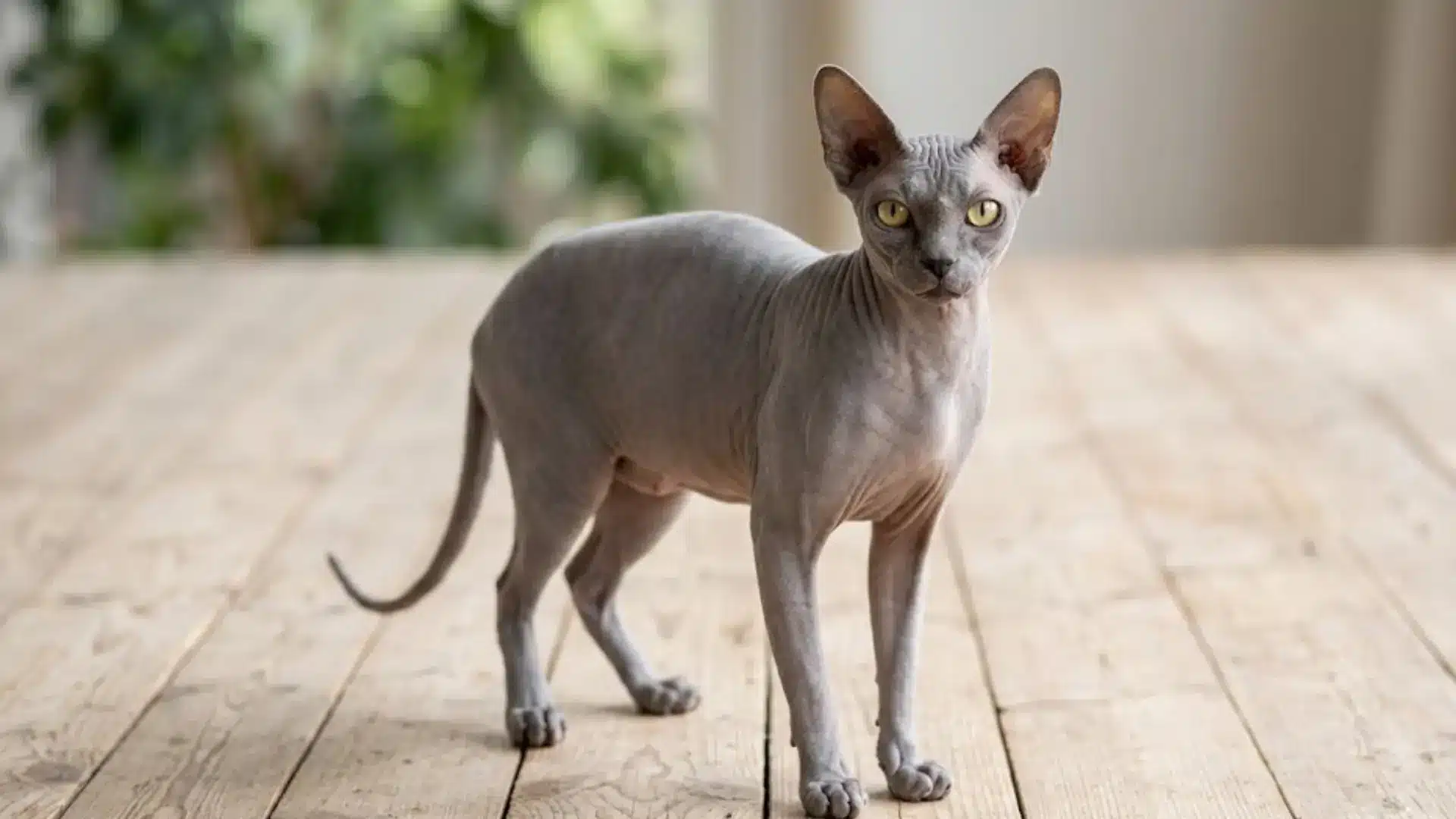 A Sphynx cat with grey, wrinkled skin and large, yellow eyes standing on a wooden plank floor