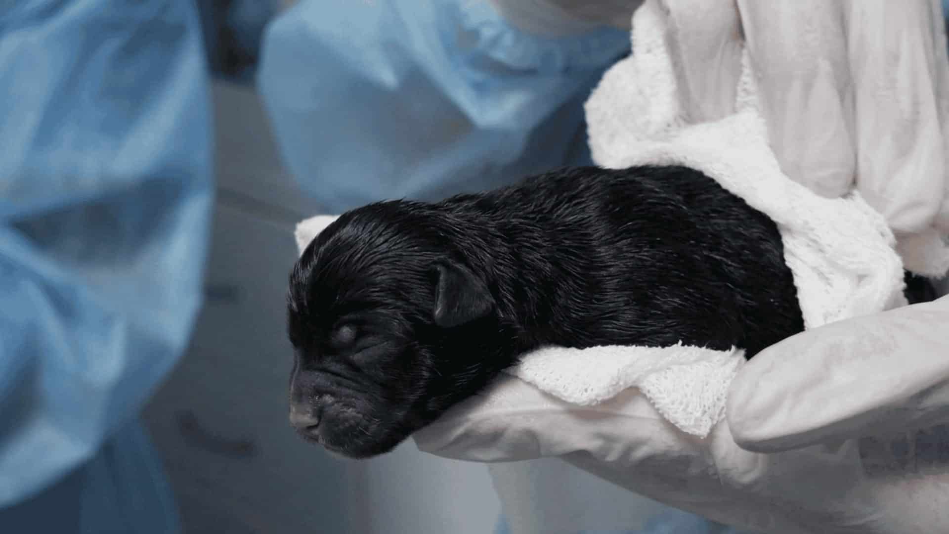 A tiny newborn black puppy held and cleaned by gloved hands