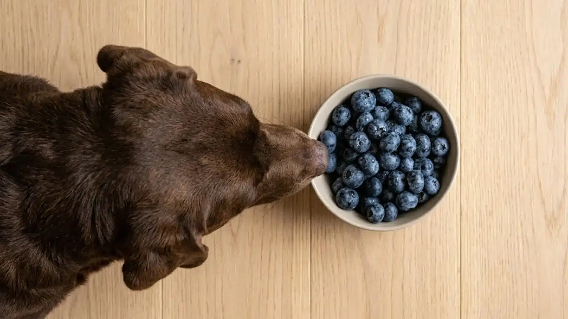A top-down view shows a brown Labrador dog sniffing a beige bowl with fresh blueberries