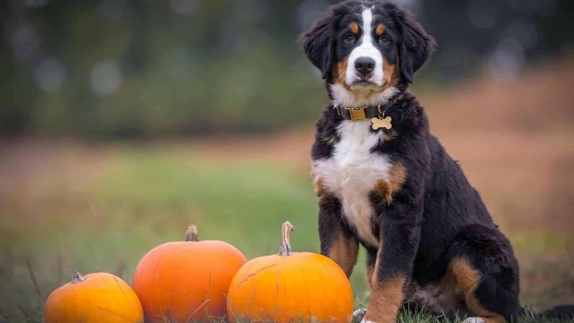 A tricolor Bernese Mountain Dog puppy sitting in a grassy field next to three pumpkins.