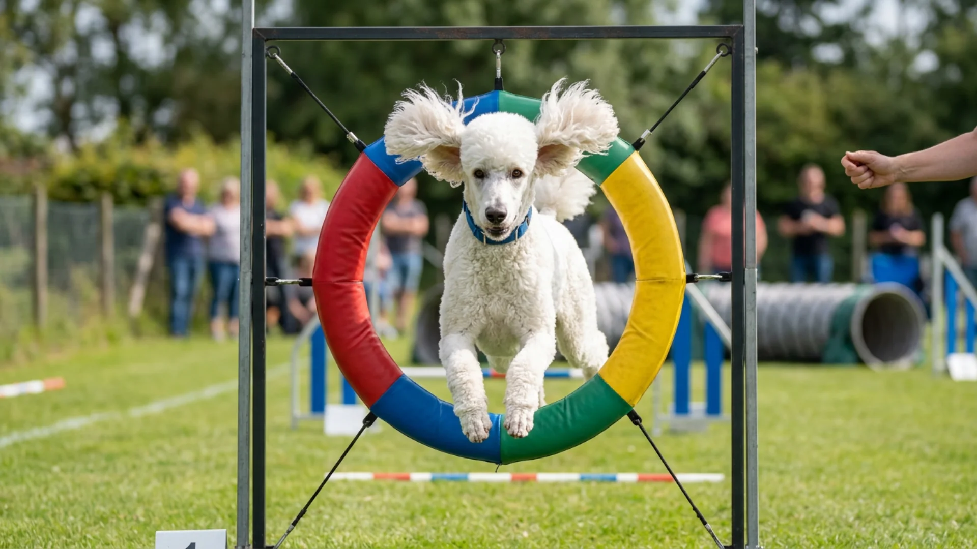 A white poodle jumps through a colorful agility ring while spectators watch in the background.