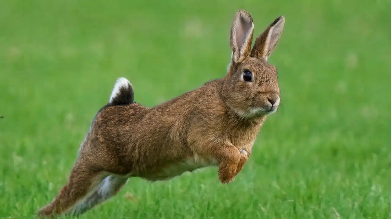 A wild brown rabbit mid-bound, leaping across a vibrant green grass field