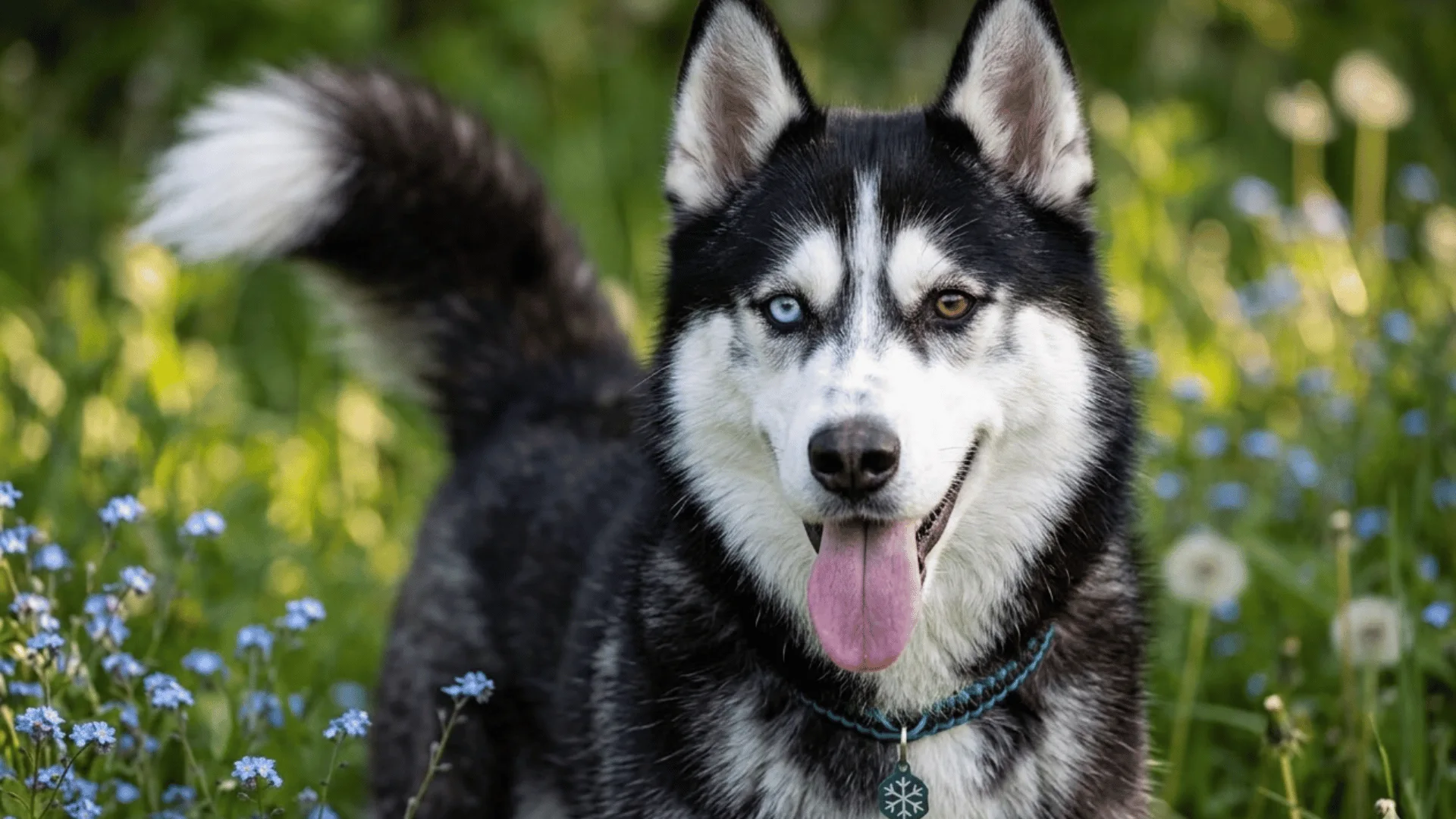 A black and white Siberian Husky with one blue eye and one brown eye stands in a grassy field with blue flowers