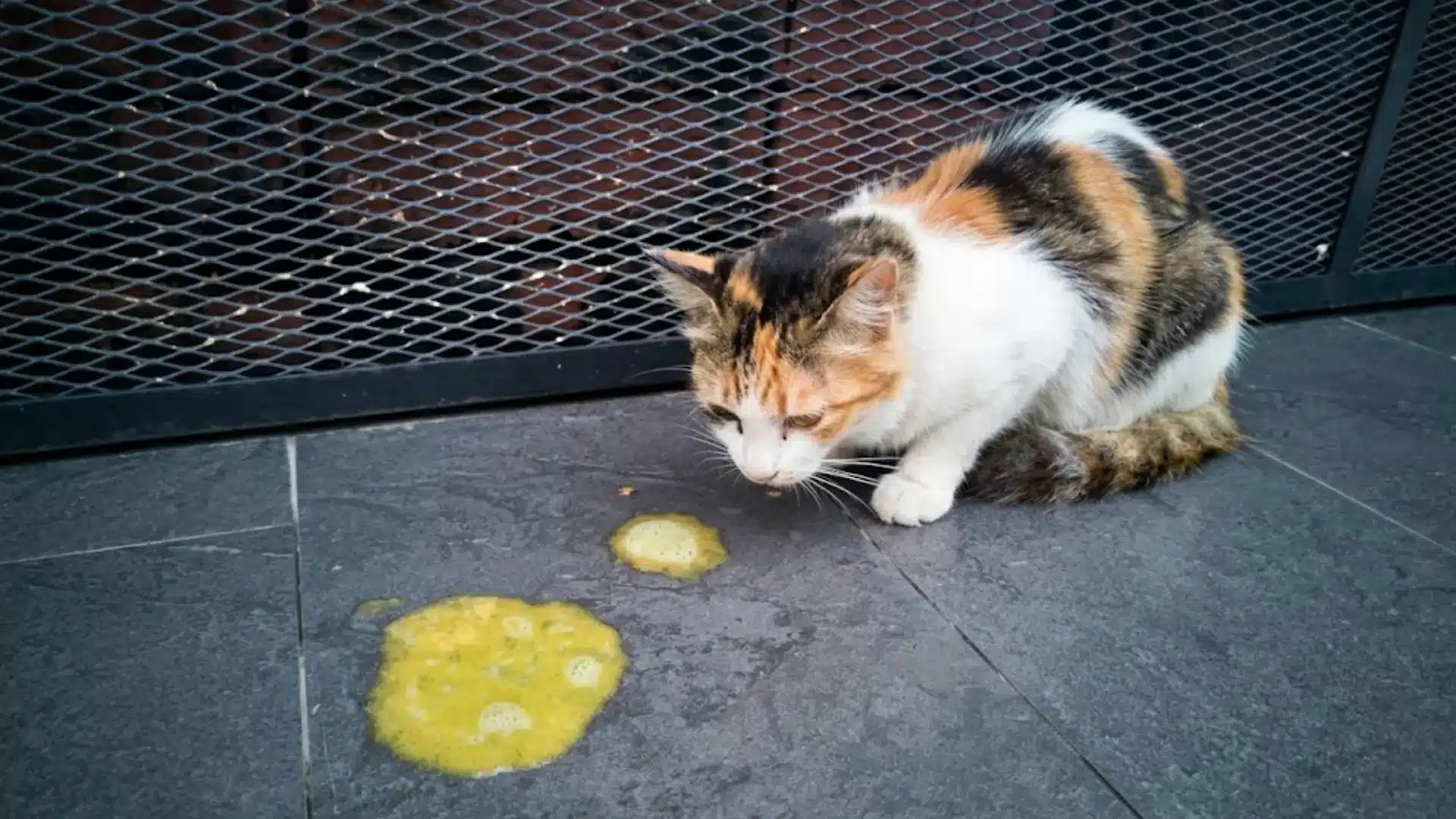 A calico cat sitting on a dark tile floor next to yellowish fluid stains against a wire fence