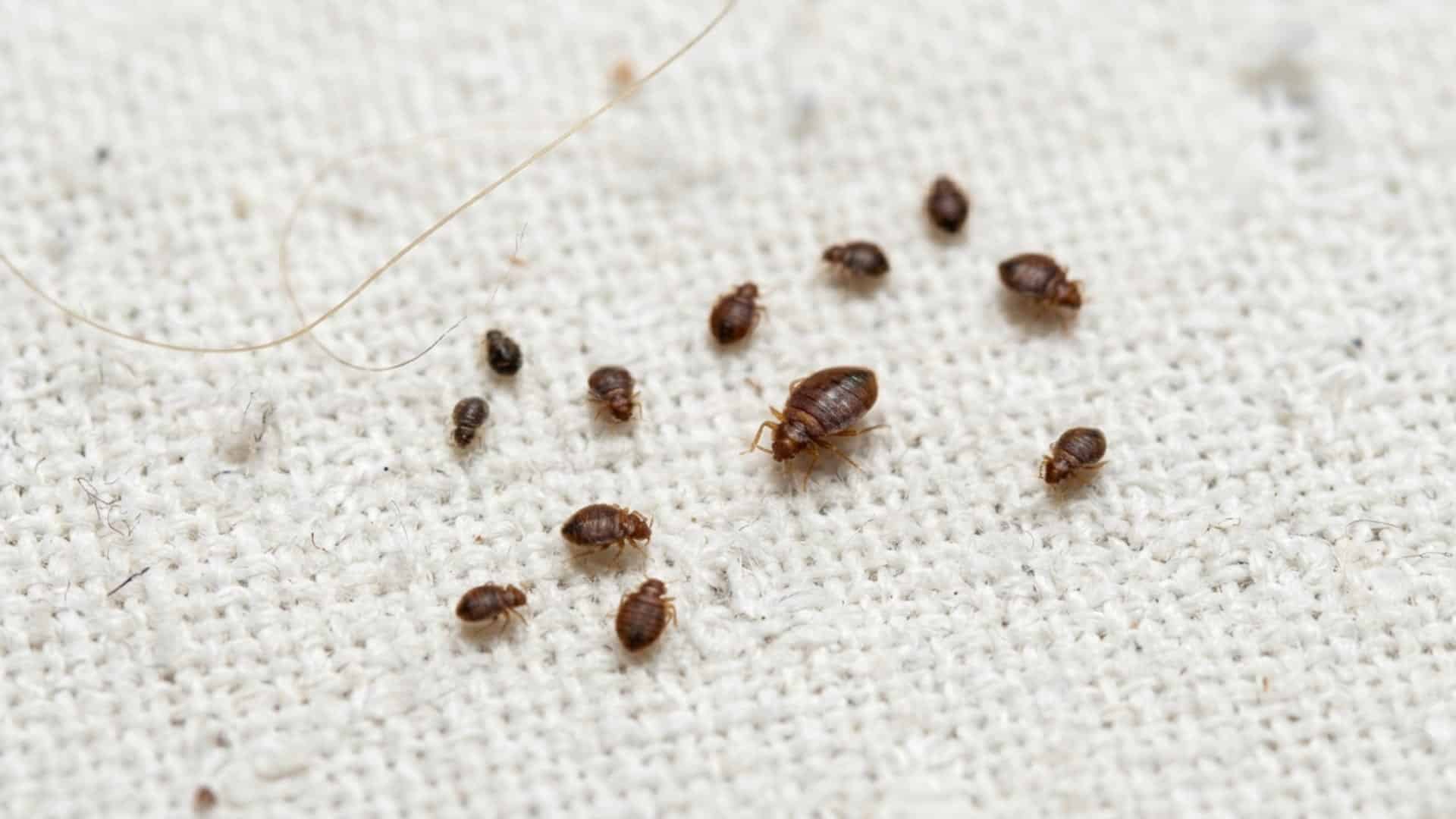 A close-up photograph shows several bed lice crawling on a textured white fabric surface