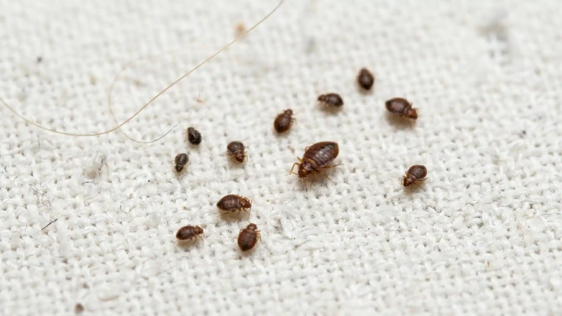 A close-up photograph shows several bed lice crawling on a textured white fabric surface