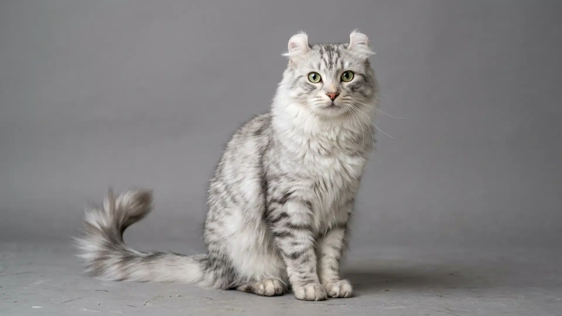 A fluffy silver tabby American Curl cat with distinctive curled ears sits upright against a plain grey background