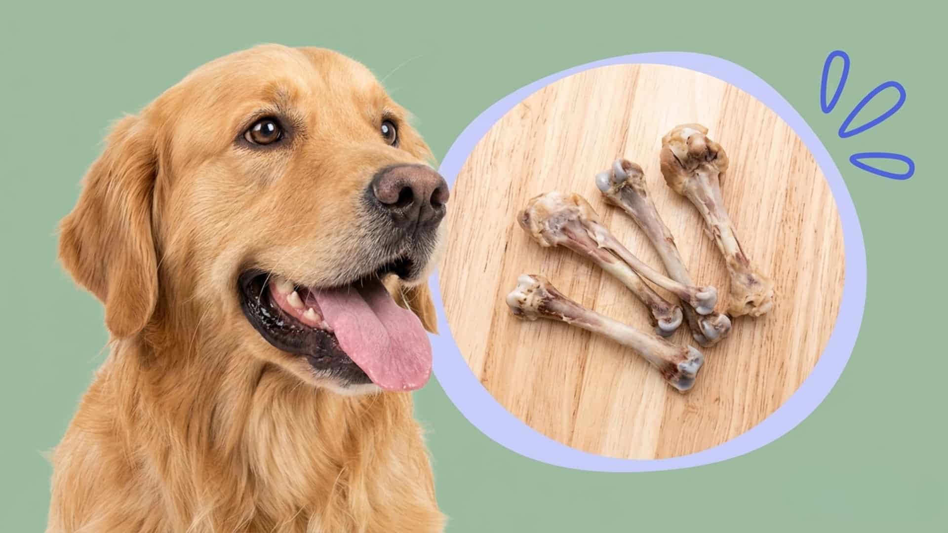 A Golden Retriever stands next to a circular graphic showing four chicken bones on a wooden background