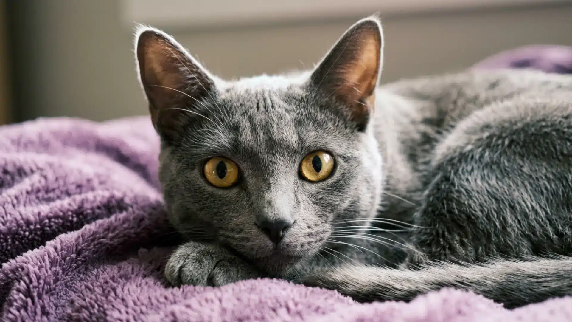 A gray Russian Blue cat with yellow eyes rests on a textured purple blanket in image_e40d5c.jp