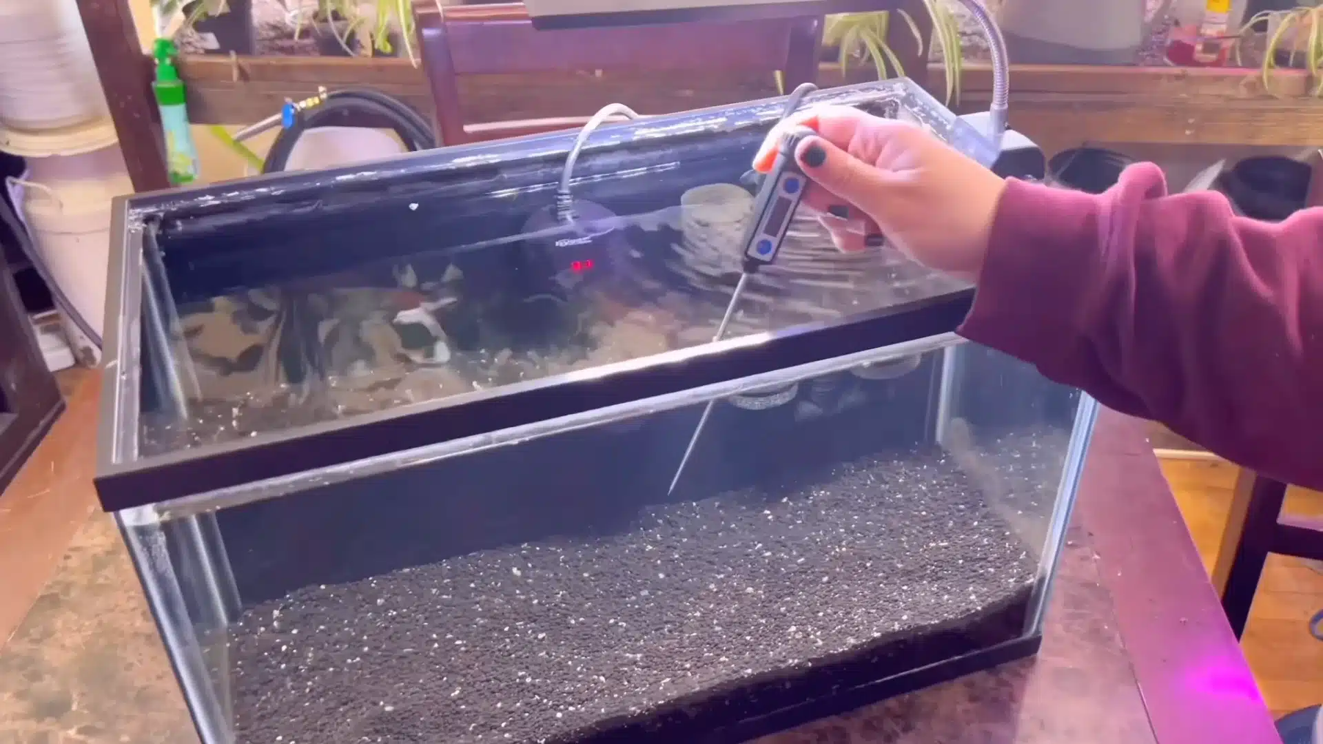A hand holds a digital thermometer in a water-filled fish tank with black substrate in