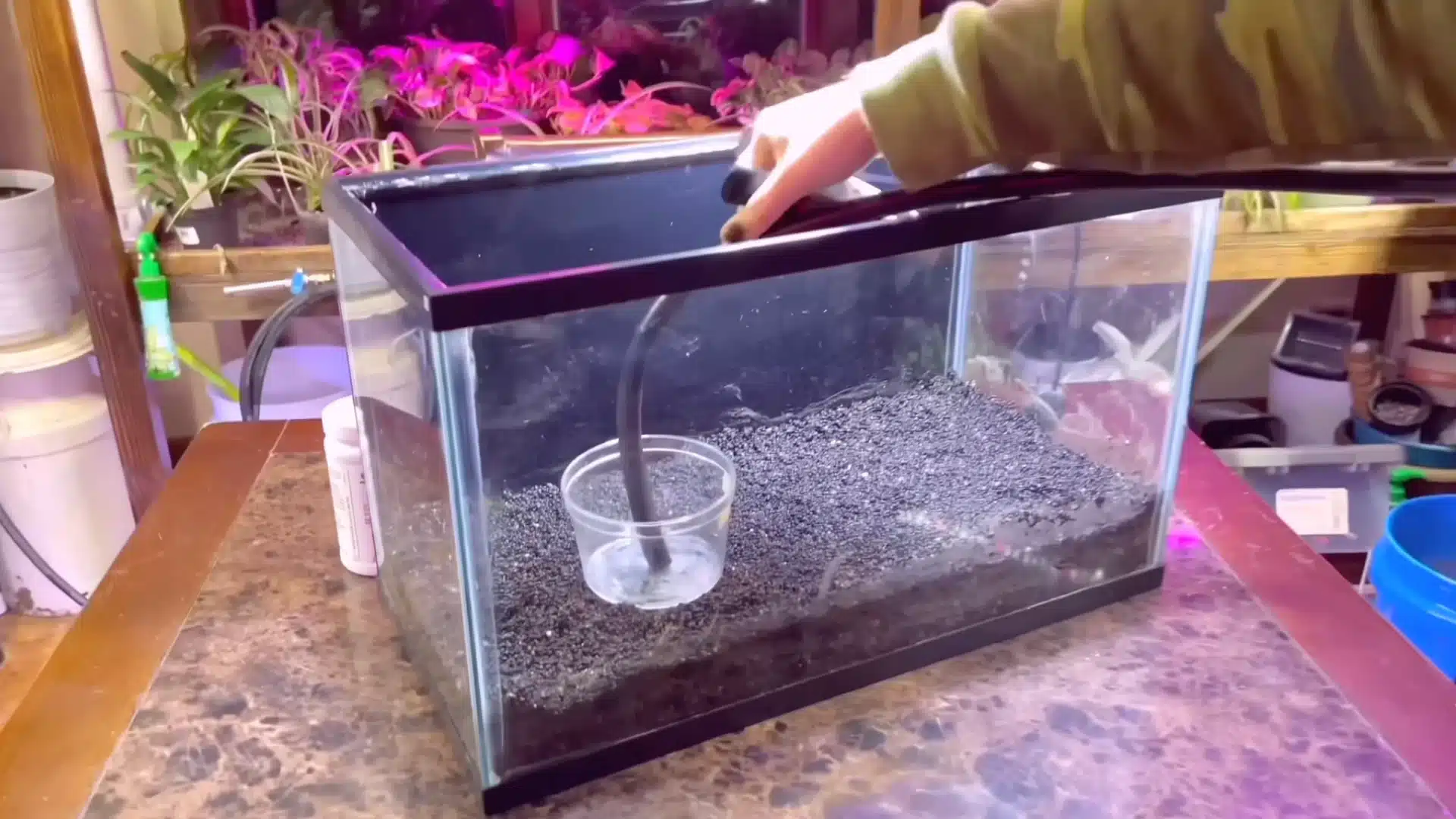 A hand inserts a hose into a small plastic cup inside a fish tank with black substrate in