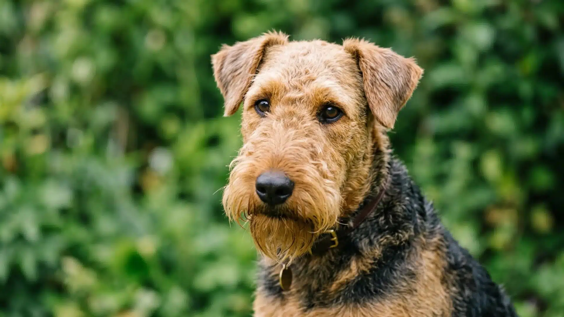 Airedale terrier close up with green garden background