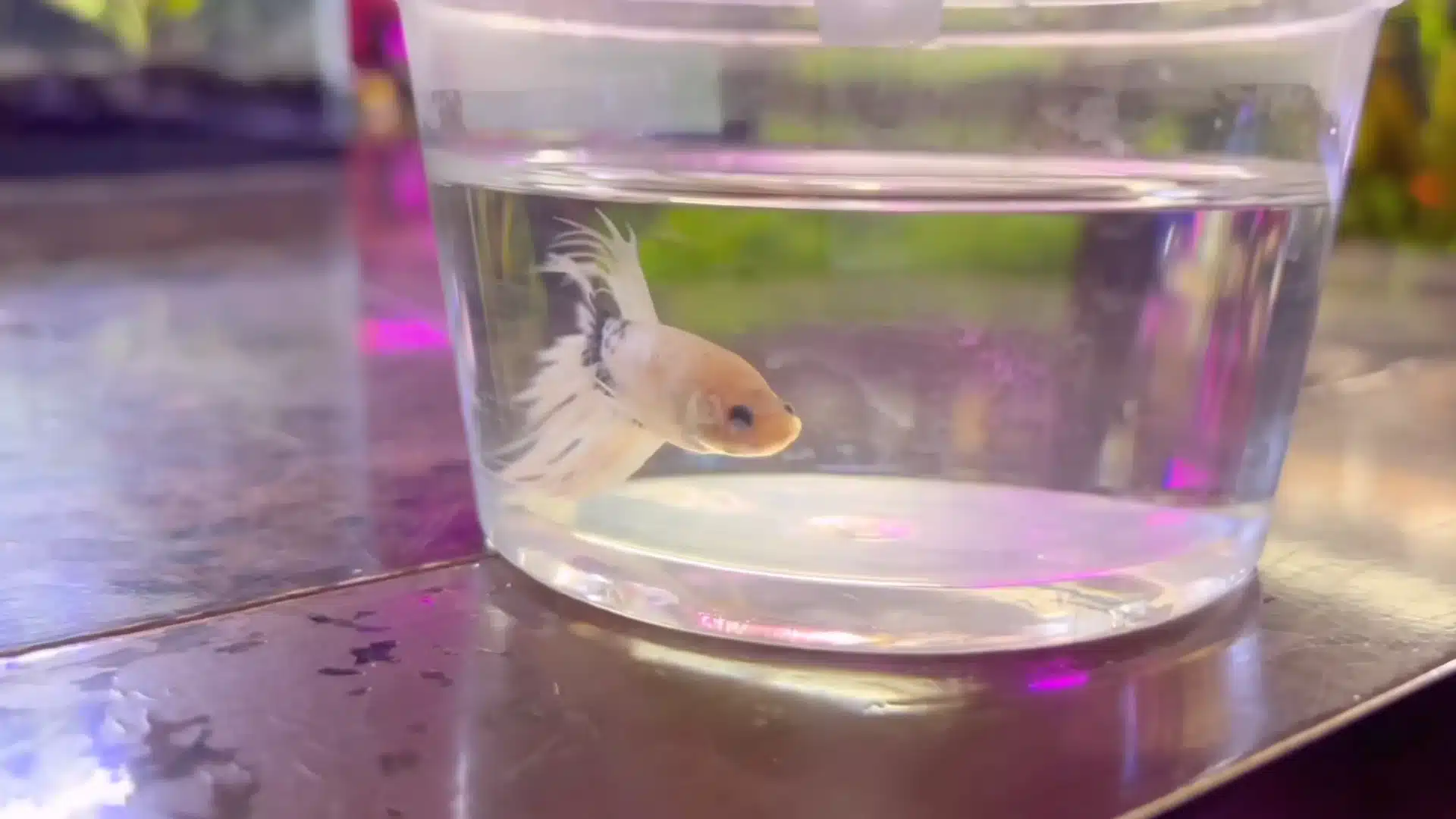 A light-colored betta fish swims inside a small plastic cup filled with water in image