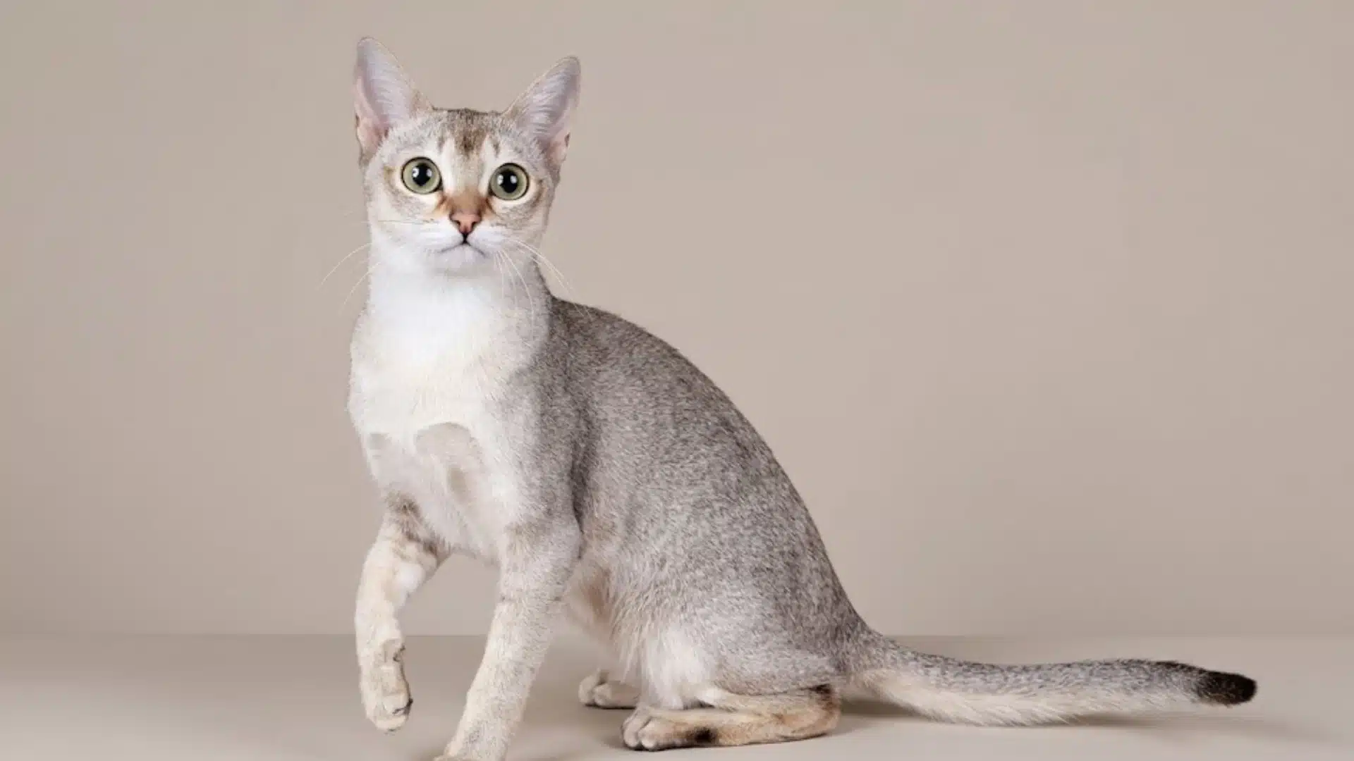 A light silver cat with large eyes sits and looks at the camera, raising a paw on a beige background