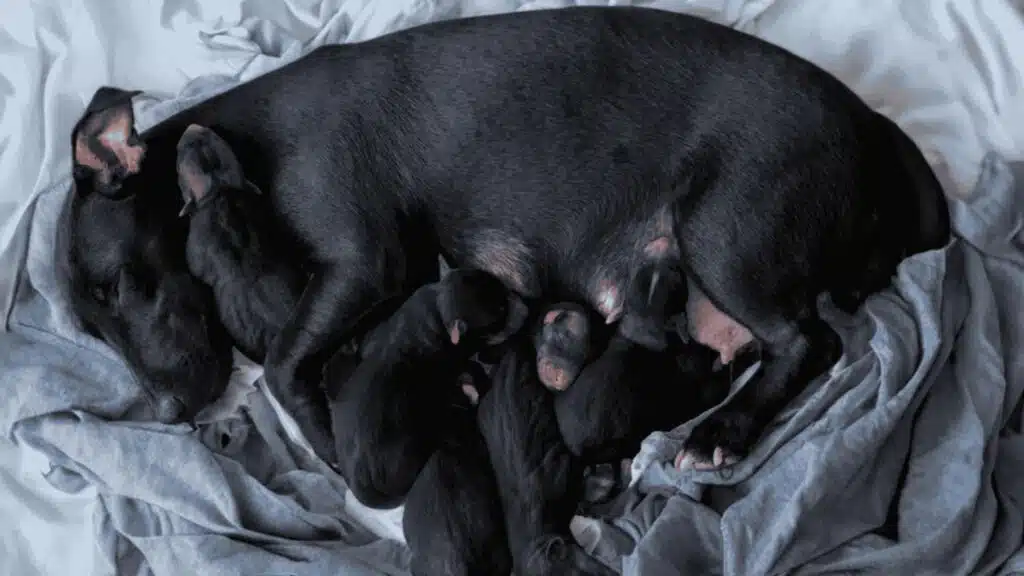An overhead photo of a black mother dog nursing several newborn black puppies on grey bedding