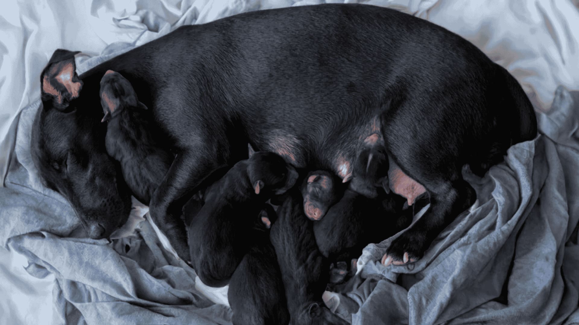 An overhead photo of a black mother dog nursing several newborn black puppies on grey bedding