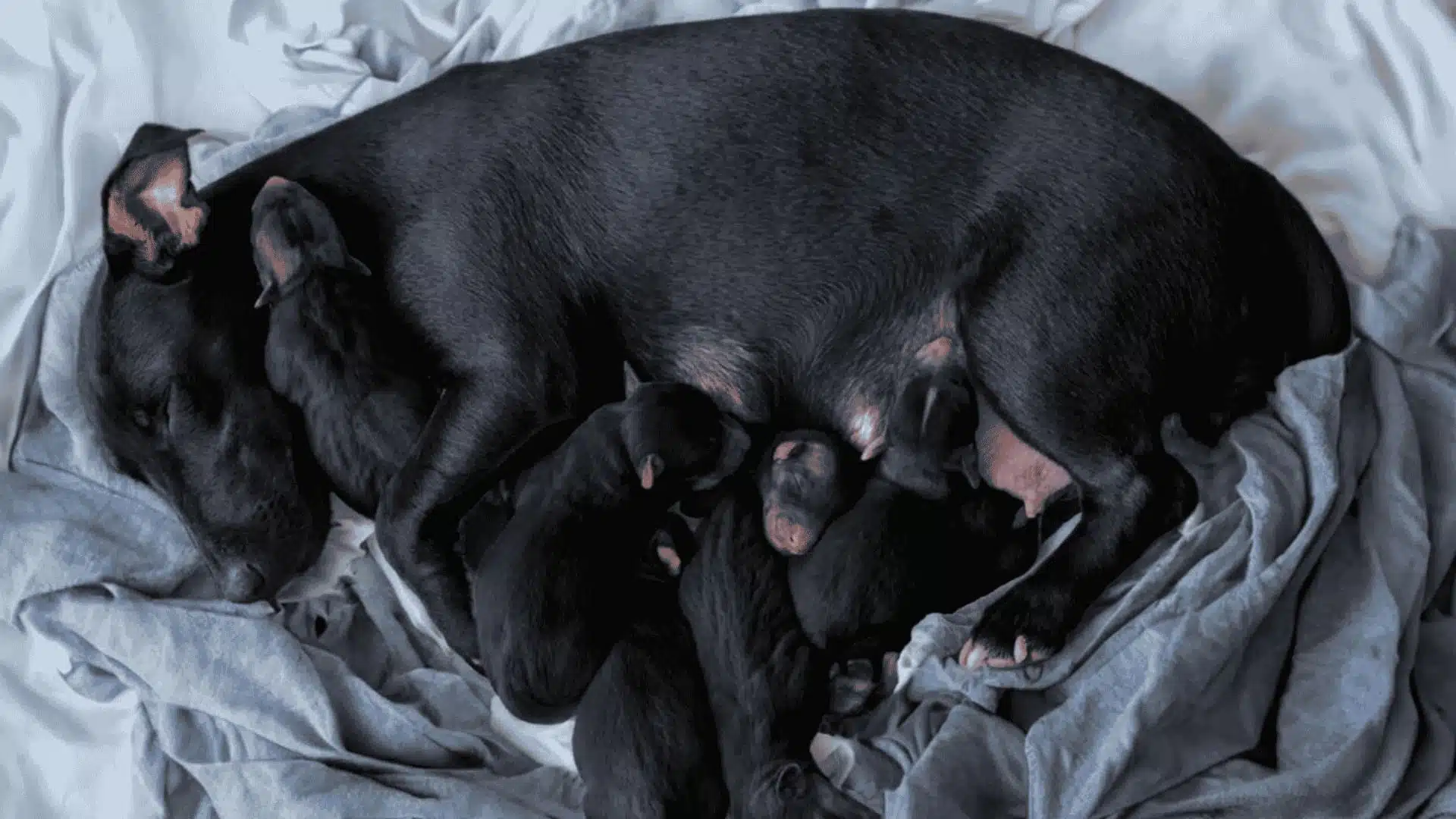 An overhead photo of a black mother dog nursing several newborn black puppies on grey bedding
