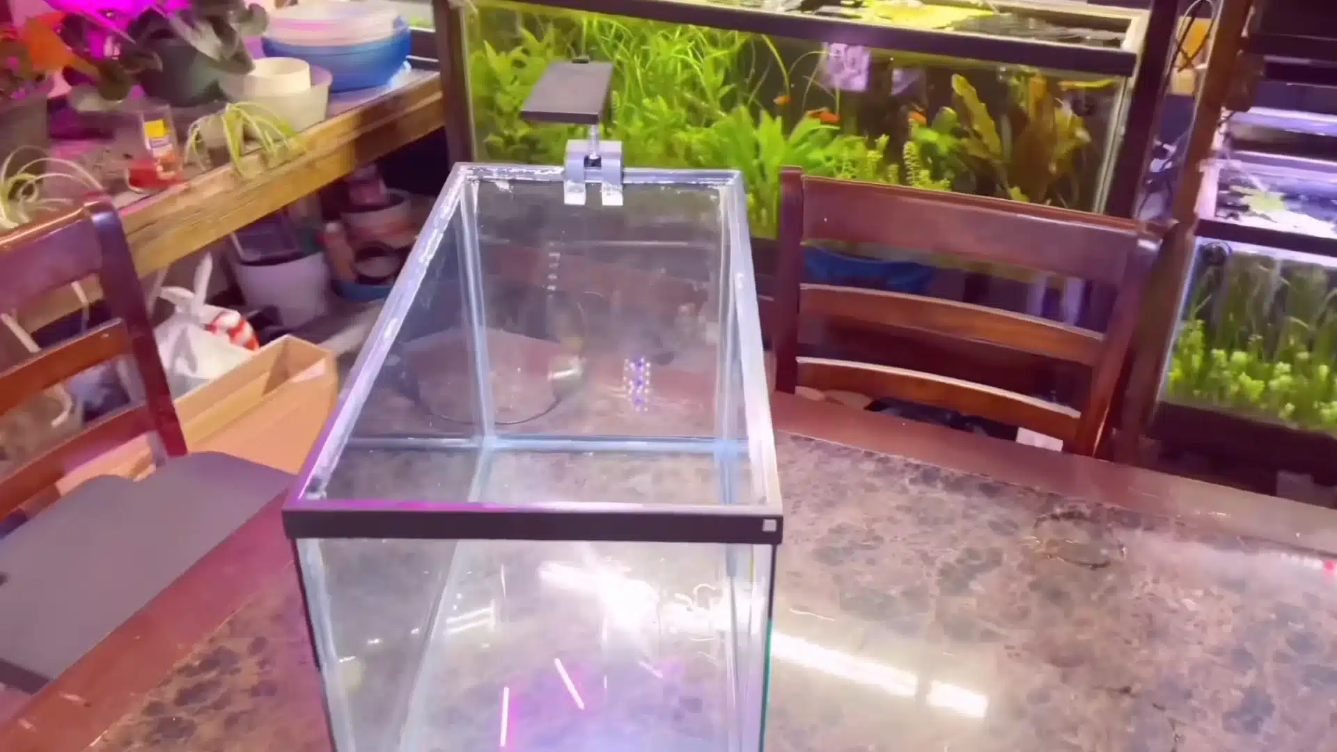 An empty glass fish tank with a small clip-on light sits on a table in front of other planted aquariums