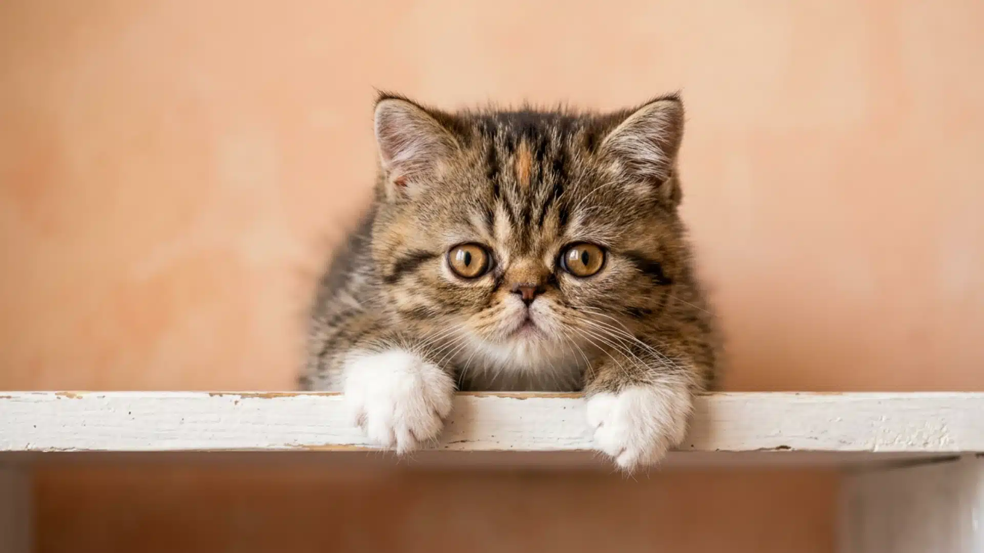 An Exotic Shorthair kitten with big round eyes peers over the edge of a white wooden shelf