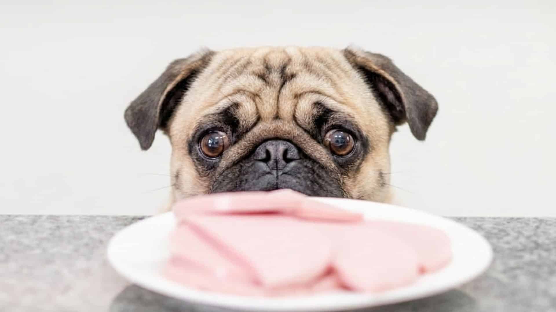 A pug peeking over a kitchen counter at a plate of sliced meat, mimicking the perspective.