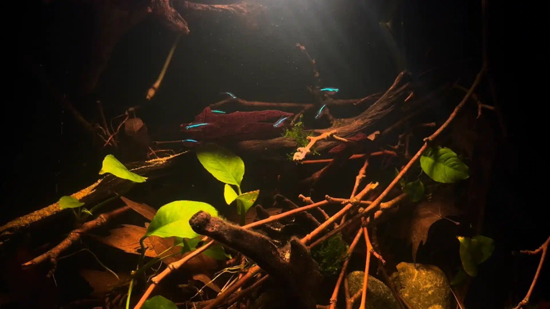 Aquarium with plants, branches, leaves, shrimp, snails, and small fish under warm light
