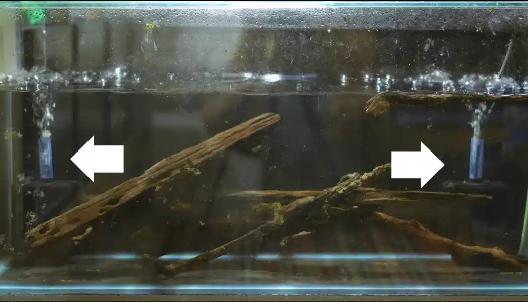 Aquarium with sponge filters creating gentle water circulation around driftwood hardscape